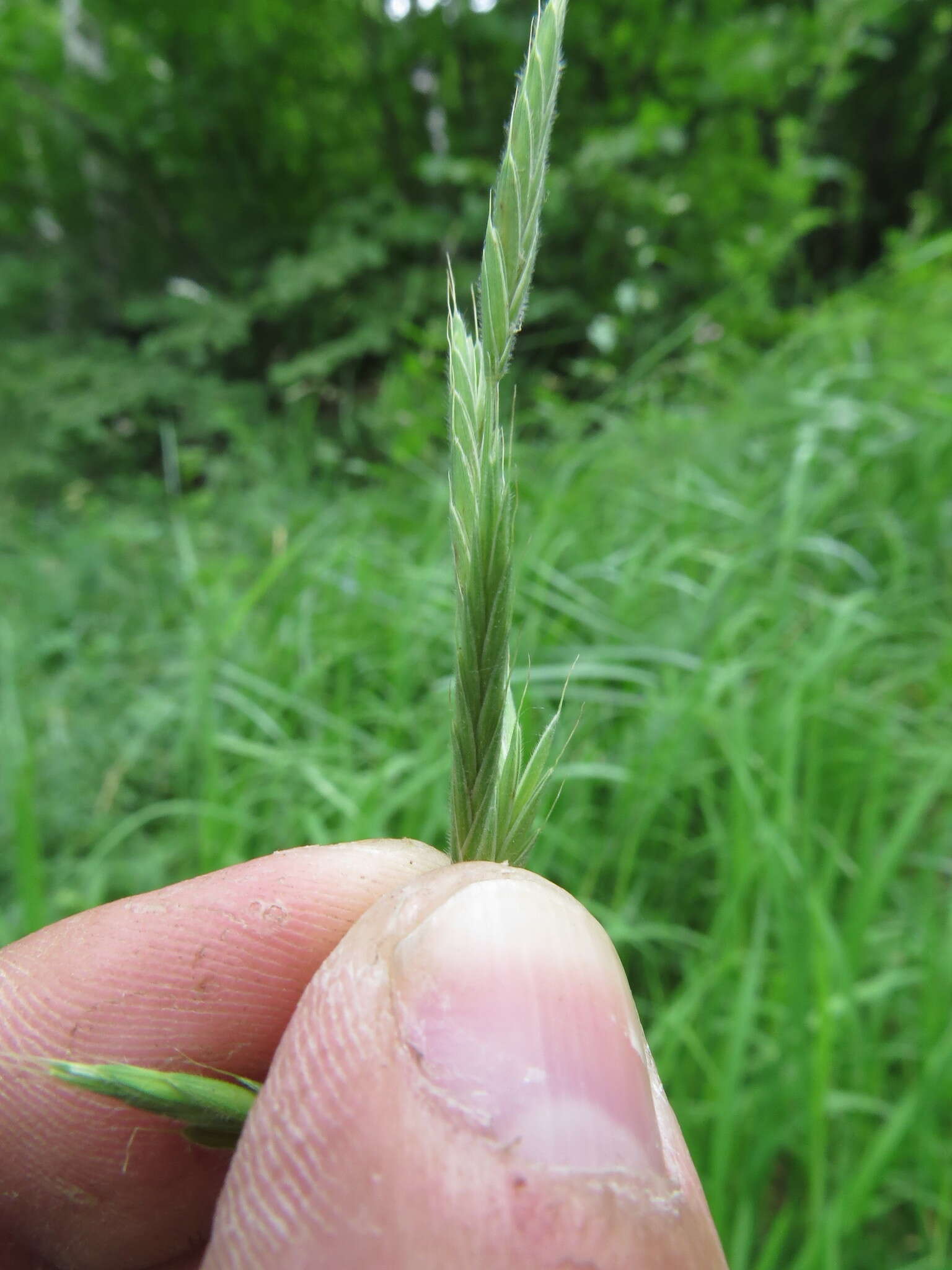 Image of heath false brome