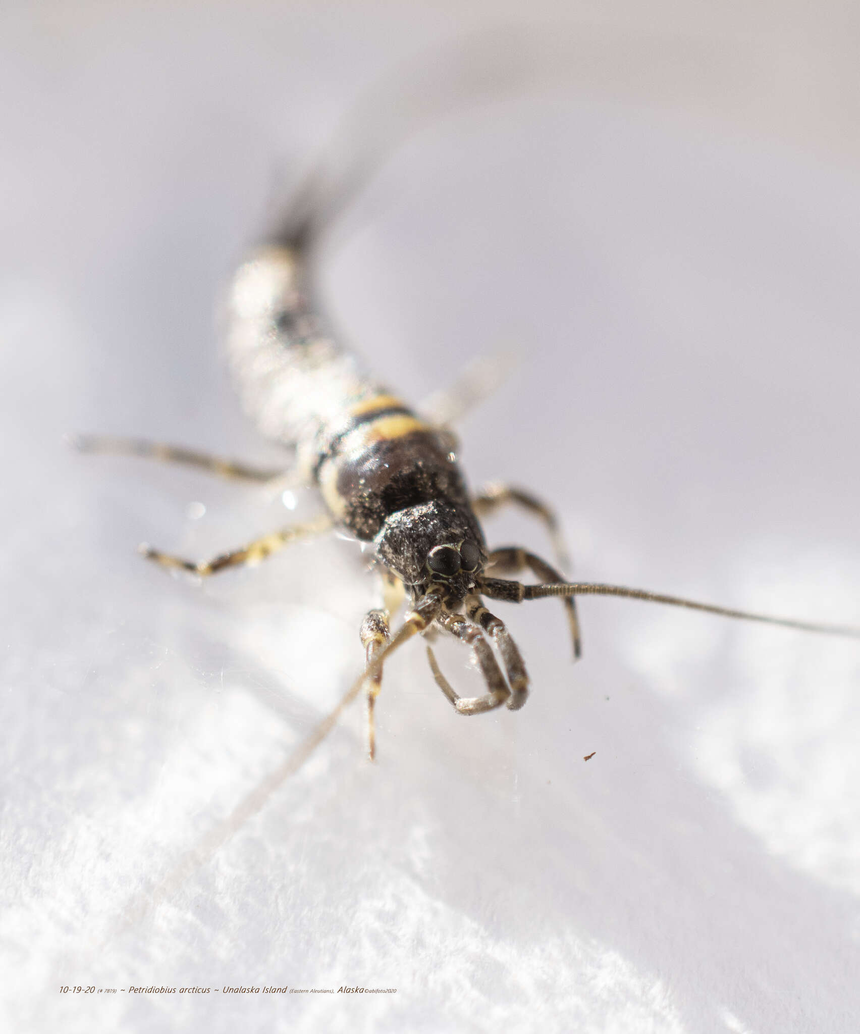 Image of Petridiobius (Petridiobius) arcticus (Folsom 1902)