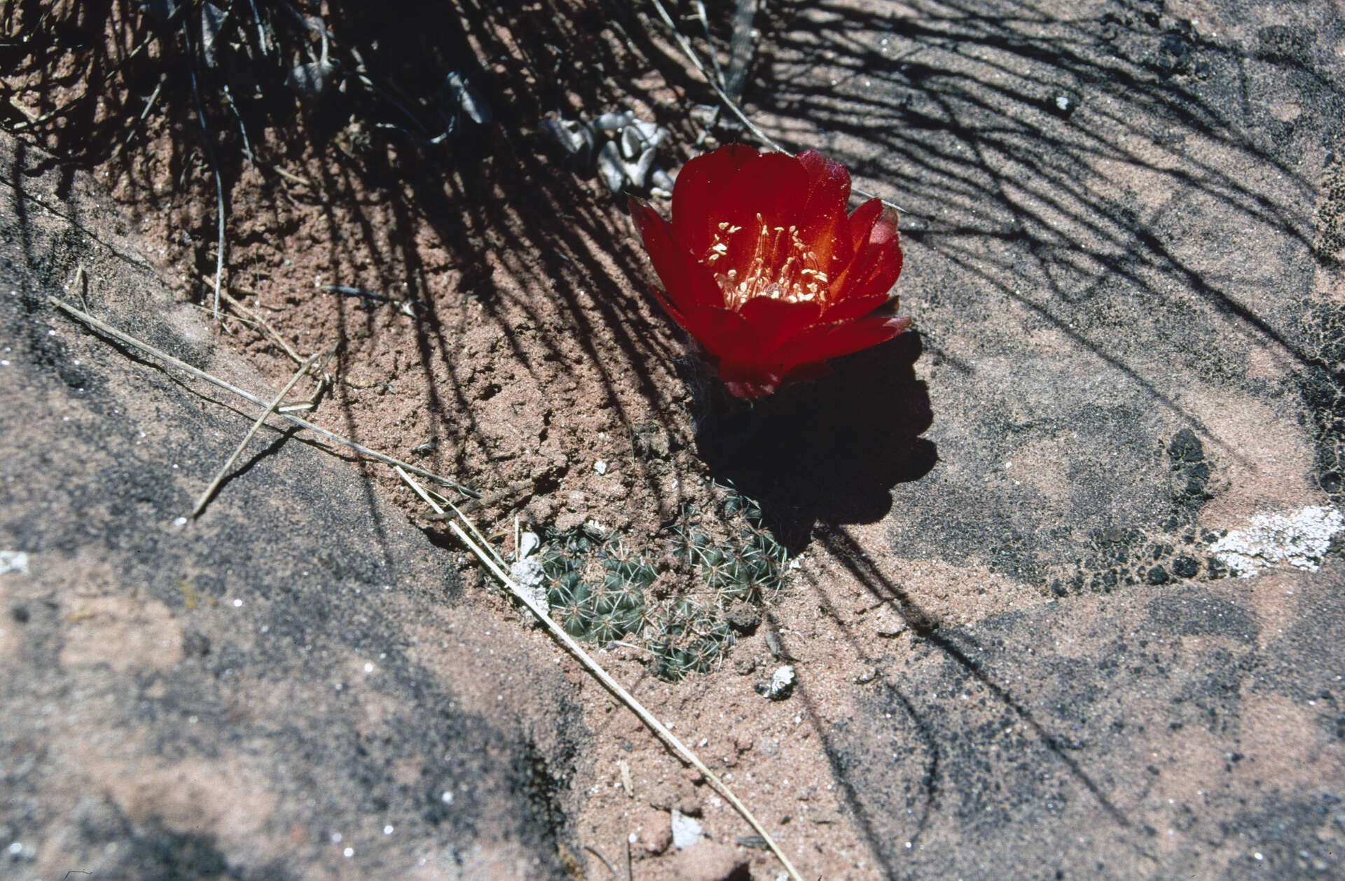 صورة Echinopsis haematantha (Speg.) D. R. Hunt