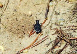 Image of Cicindela (Cicindela) tranquebarica tranquebarica Herbst 1806