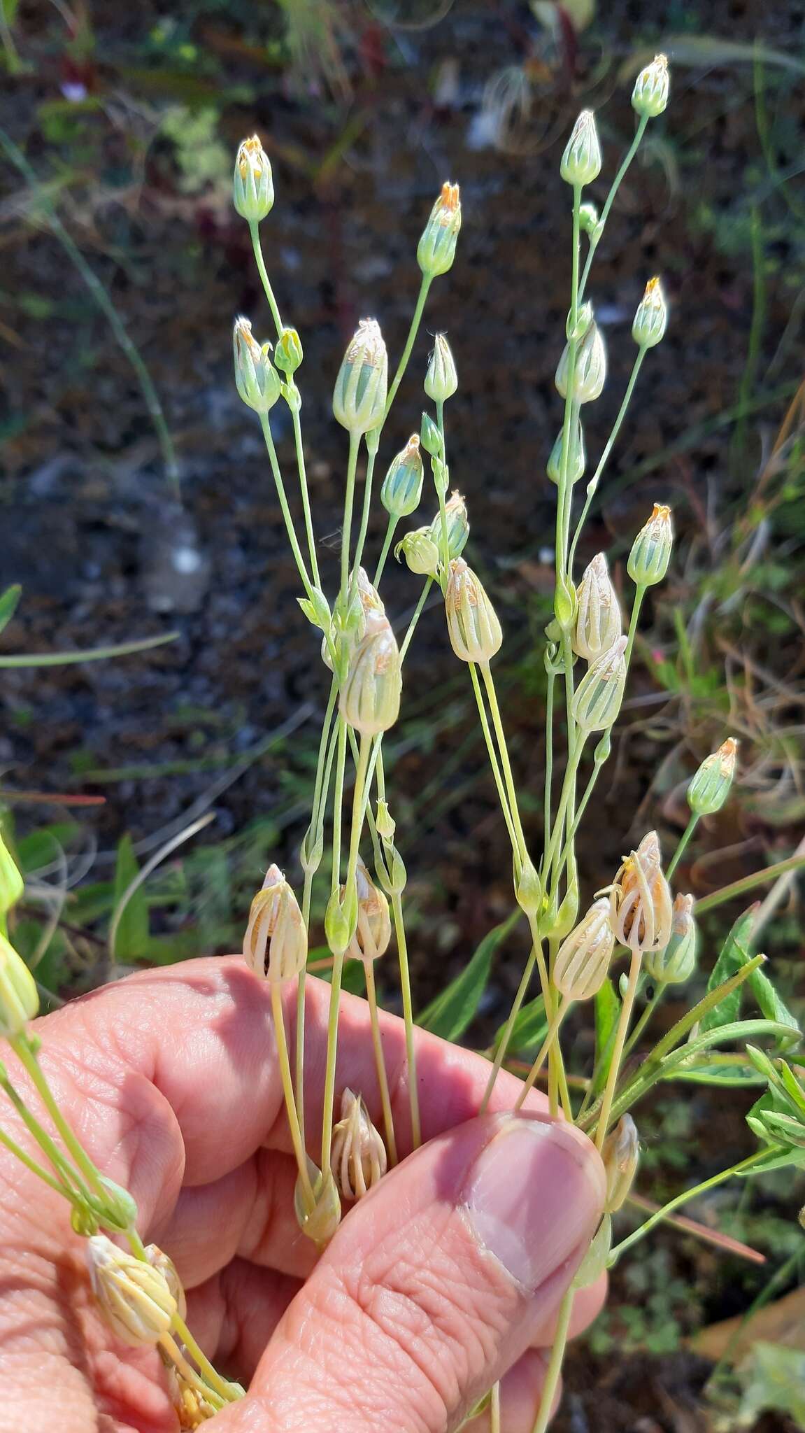 Image of Blackstonia acuminata (Koch & Ziz) Domin