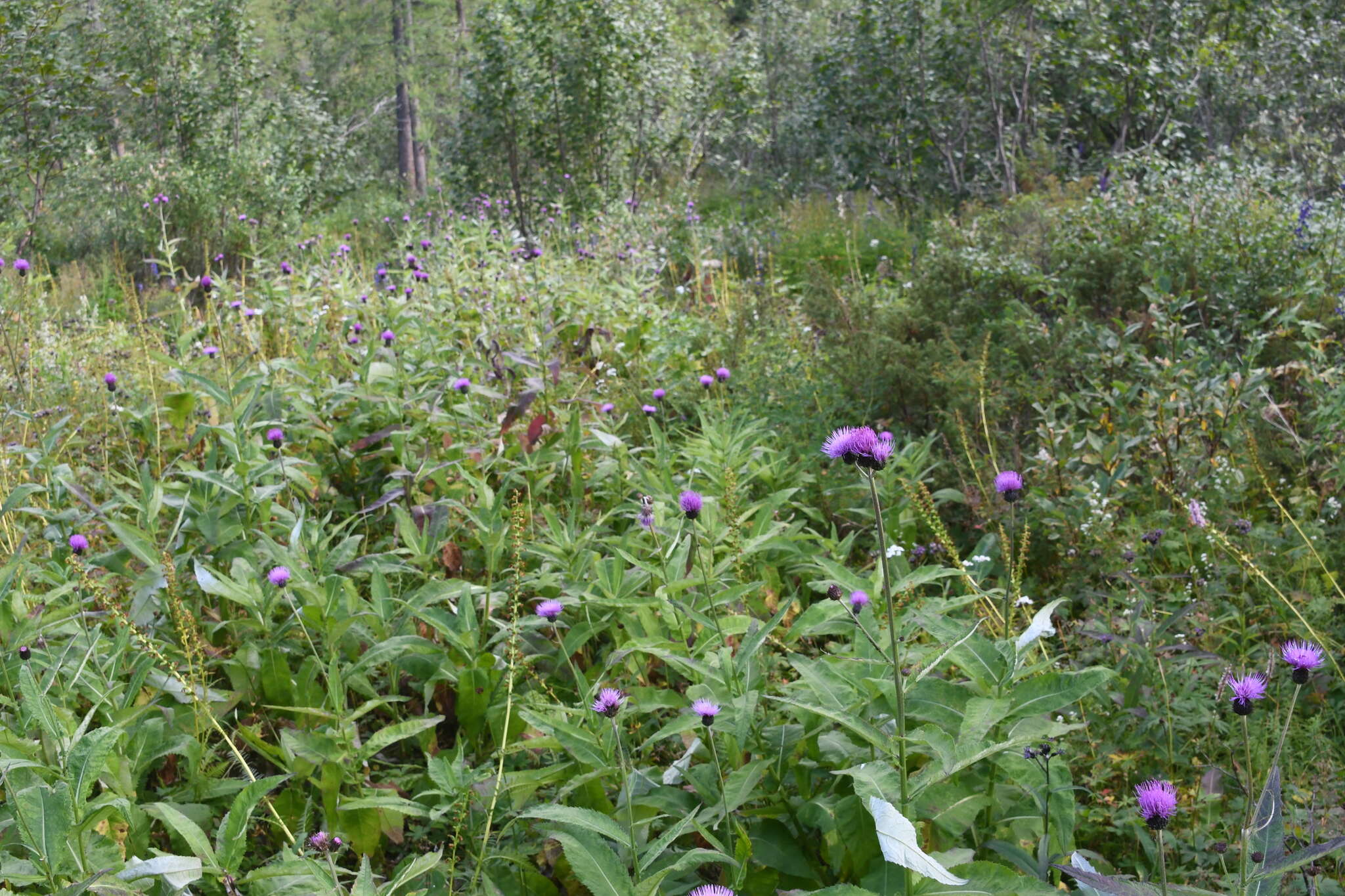 Слика од Cirsium helenioides (L.) Hill