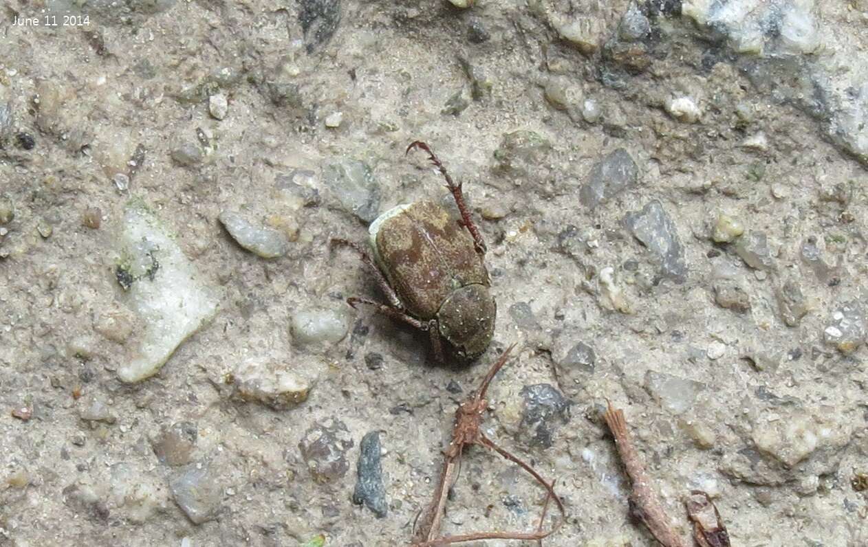 Image of Ectinohoplia rufipes (Motschulsky 1860)