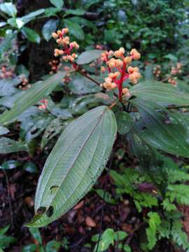 Image of Miconia ceramicarpa (DC.) Cogn.