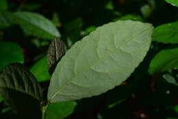 Chloranthus resmi