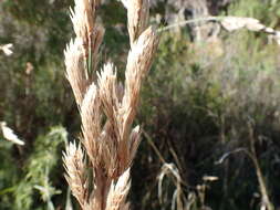 Image of Thamnochortus cinereus H. P. Linder