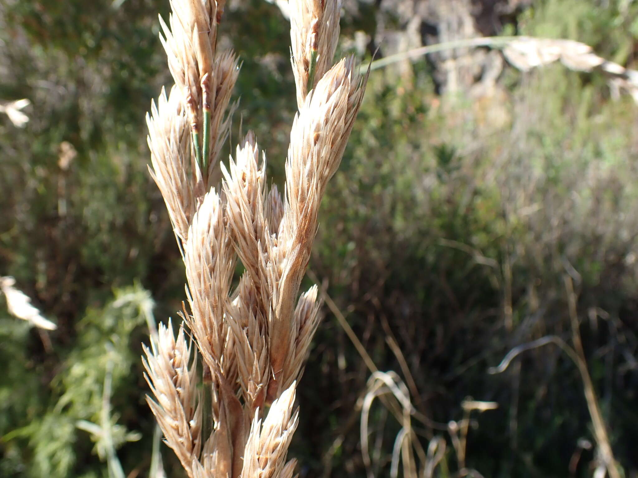 Image of Thamnochortus cinereus H. P. Linder