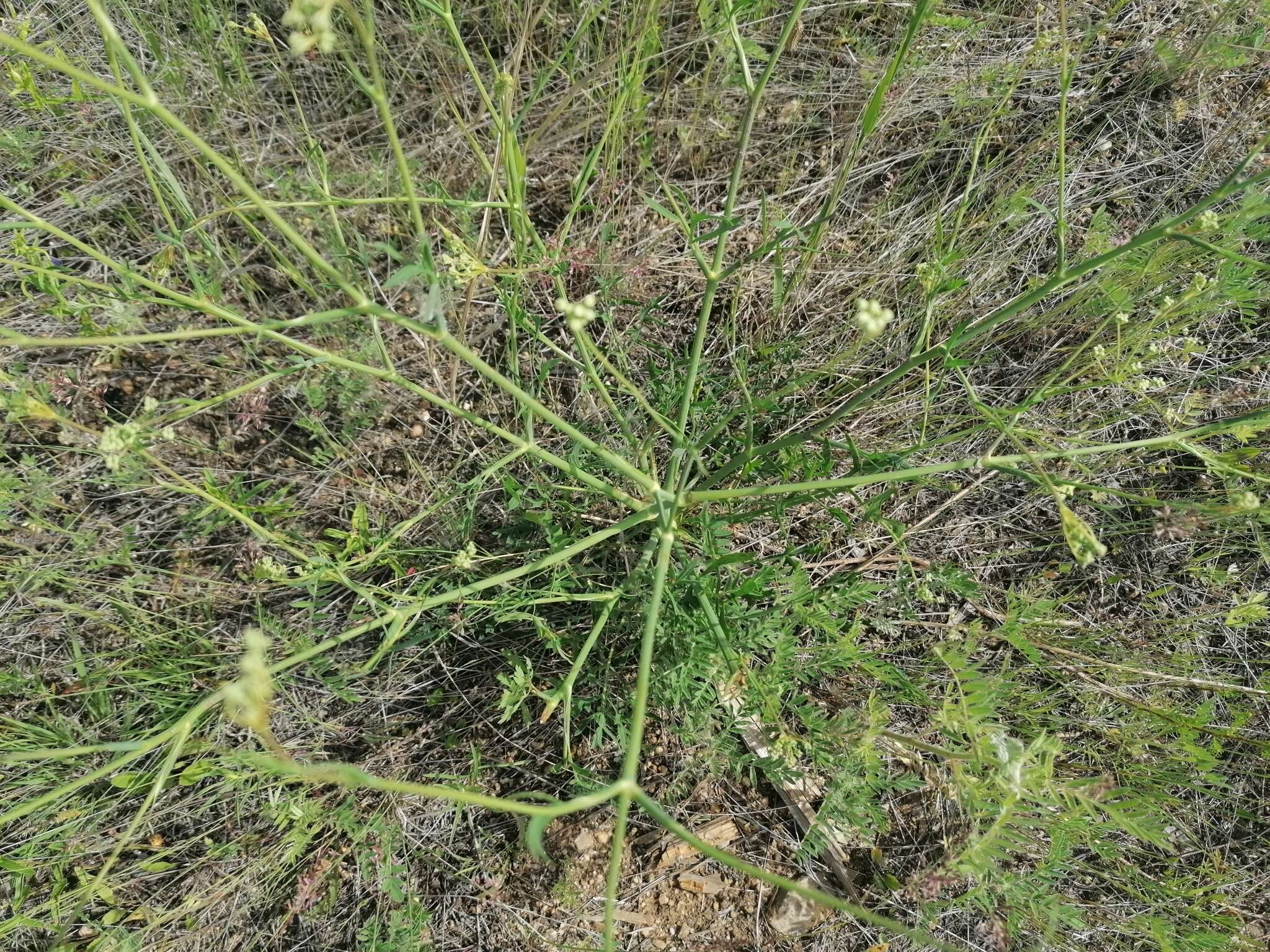 Saposhnikovia divaricata (Turcz.) Schischk. resmi