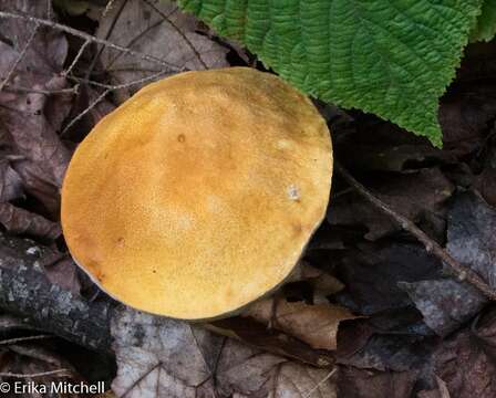 Plancia ëd Austroboletus gracilis (Peck) Wolfe 1980