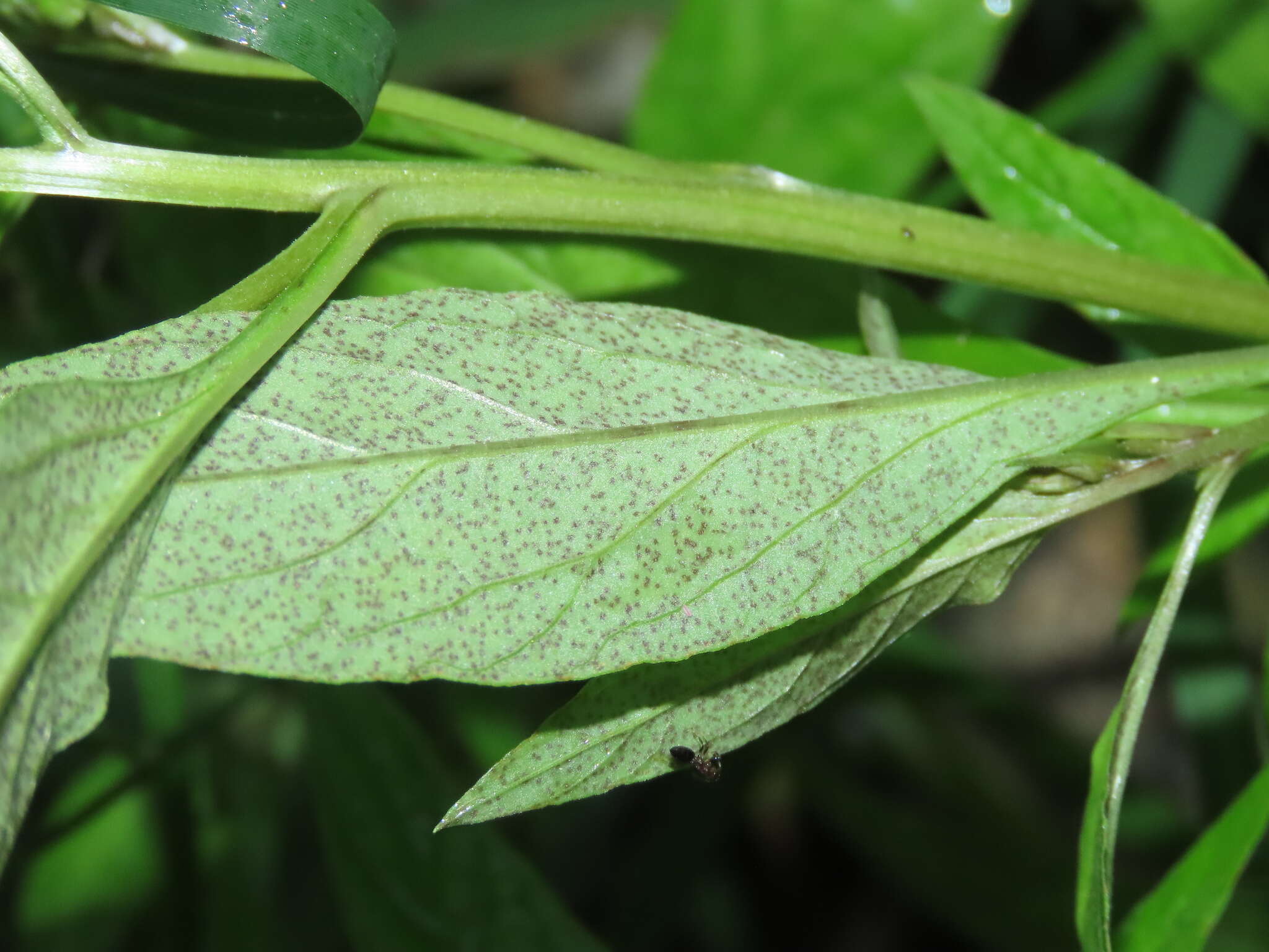 Image of Lysimachia decurrens G. Forst.