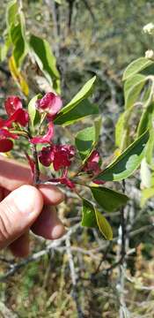 Image of Wimmeria persicifolia Radlk.