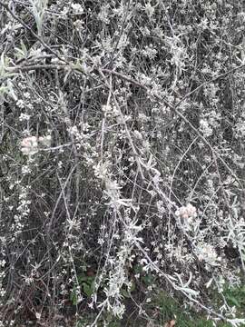 Plancia ëd Pyrus salicifolia Pall.