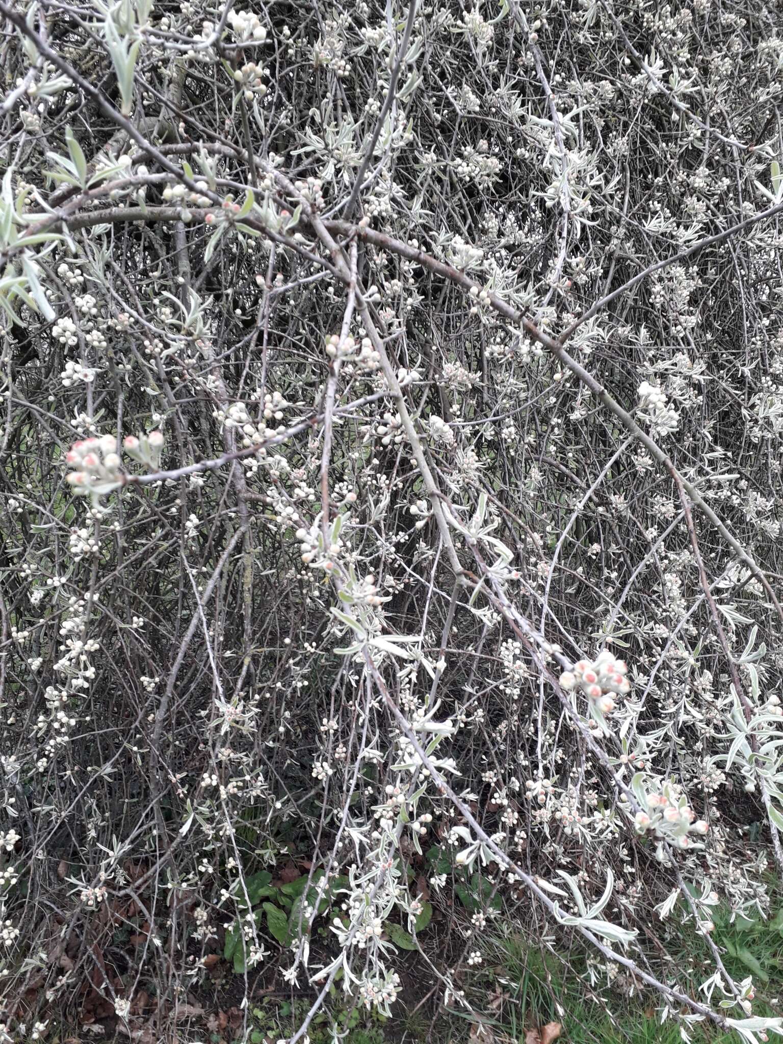 Image of Pyrus salicifolia Pall.