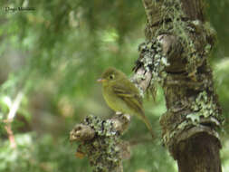 Image of Yellowish Flycatcher