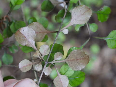 Image of Coprosma arborea Kirk