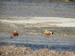 Image of Ruddy Shelduck