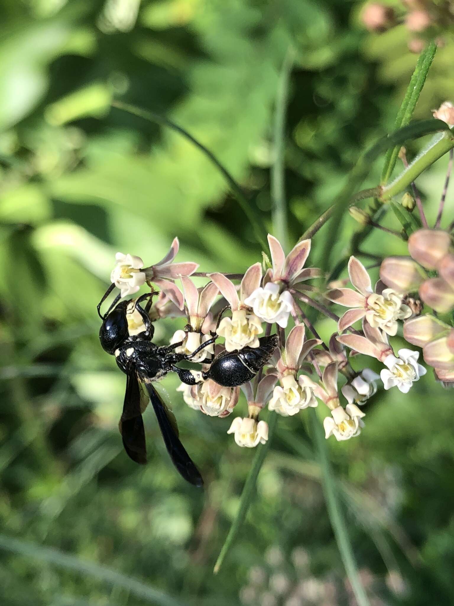 Слика од Zethus spinipes variegatus de Saussure 1852