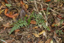 Image of Lindsaea heterophylla Dryand.