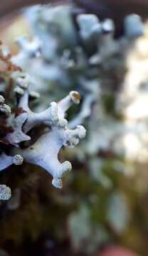 Image of sinuous hypotrachyna lichen