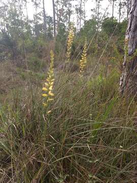 Image of yellow colicroot