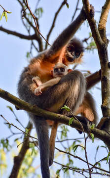 Слика од Trachypithecus pileatus (Blyth 1843)