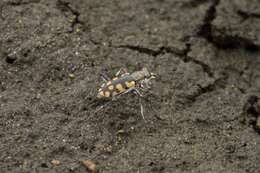 Image of Cicindela (Lophyridia) fimbriata Dejean 1831