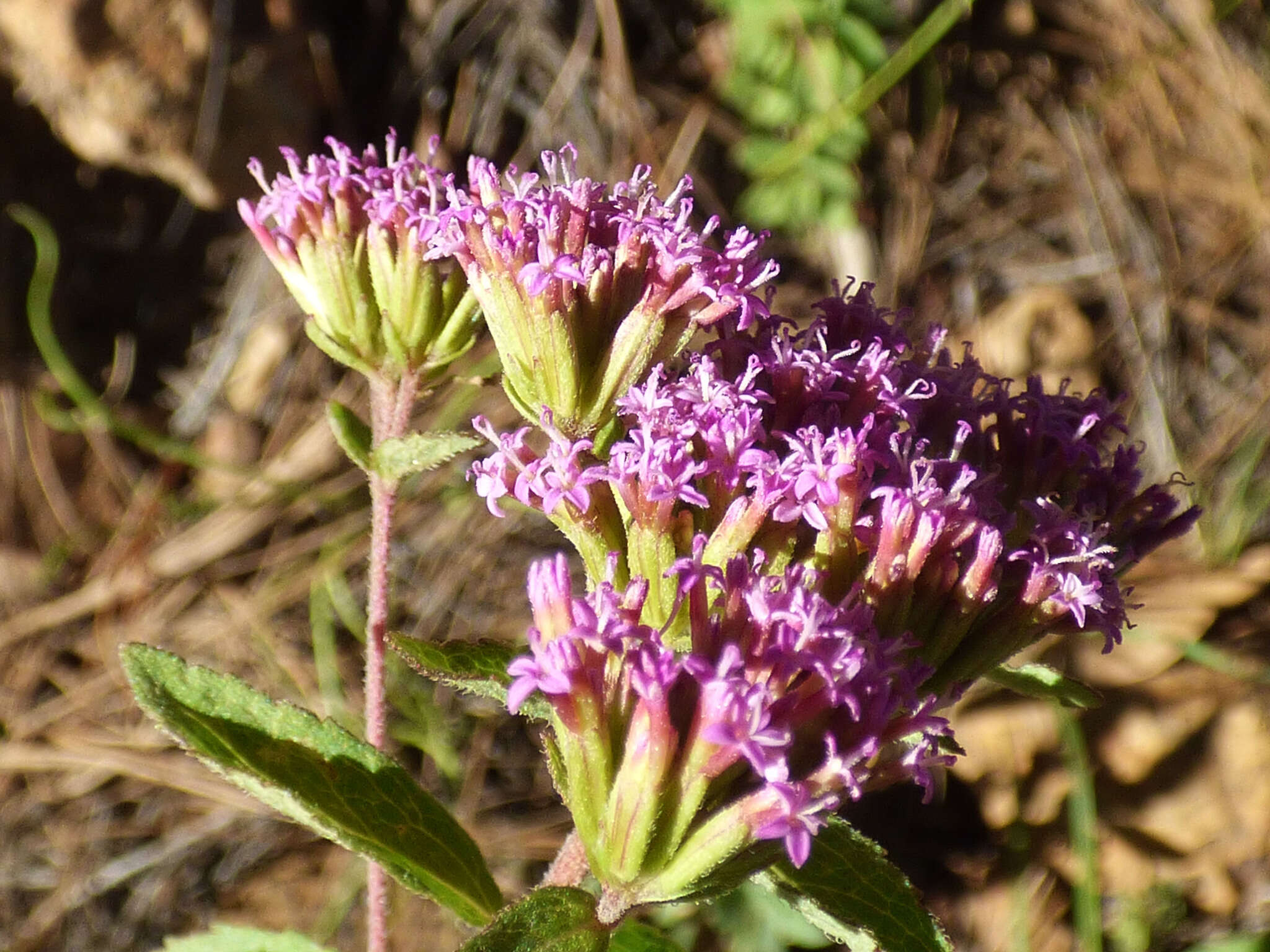 Image of Plummer's candyleaf