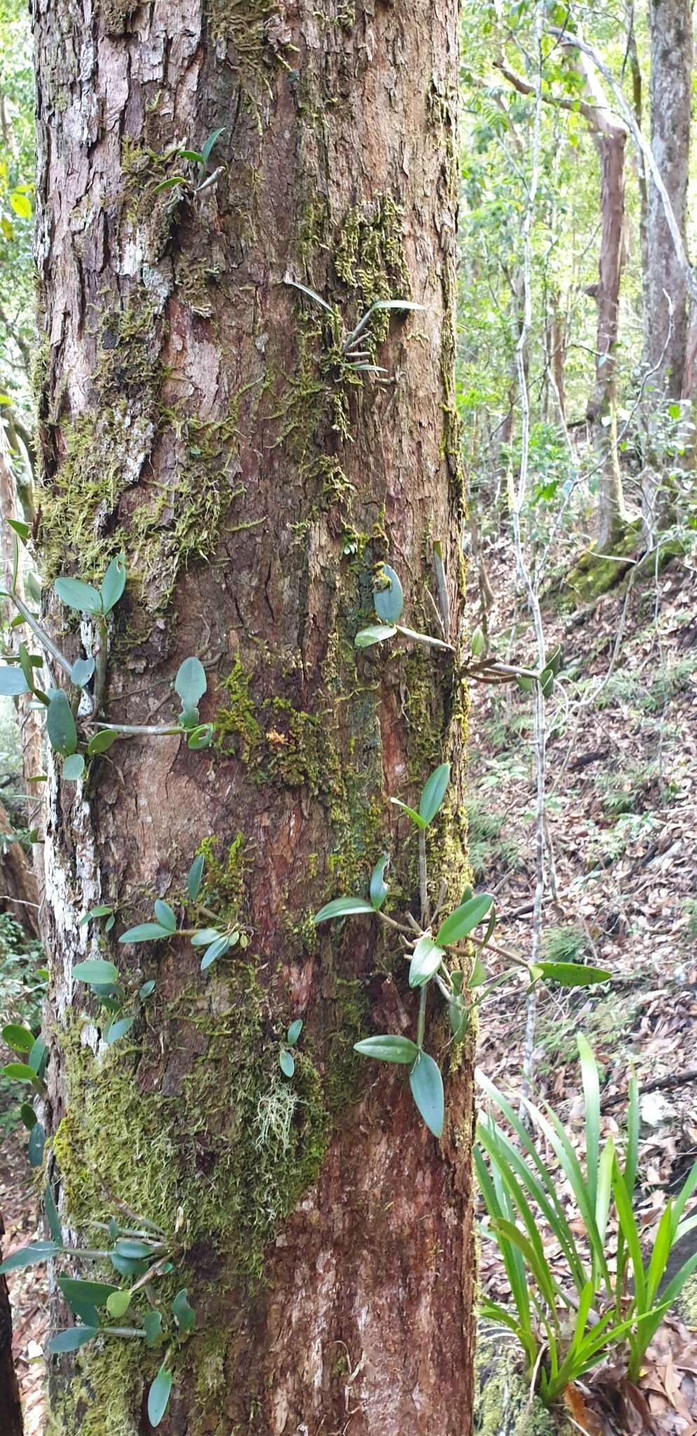 Imagem de Dendrobium aemulum R. Br.