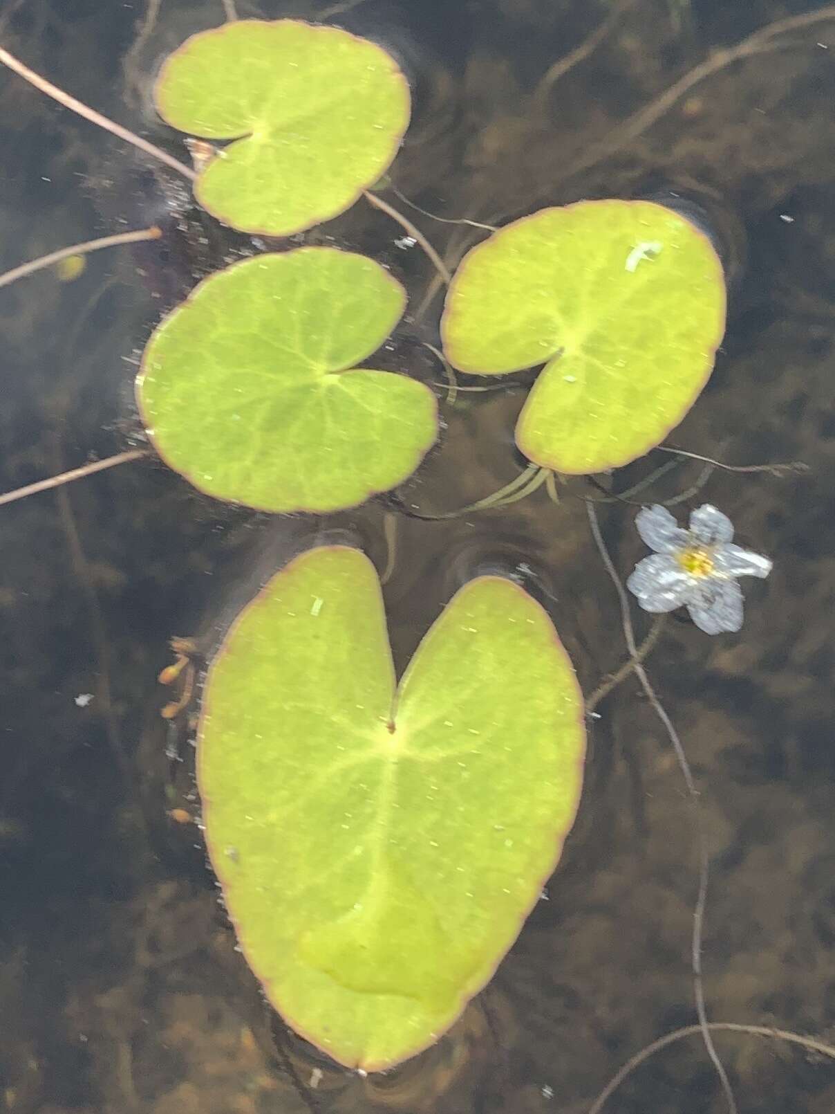 Image of Little Floatingheart