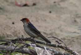 Image de Hirondelle à tête rousse