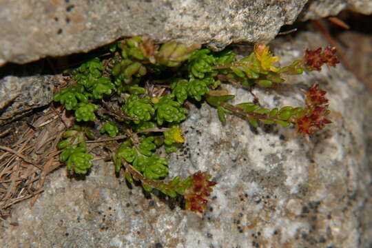 Image of Sedum alpestre Vill.