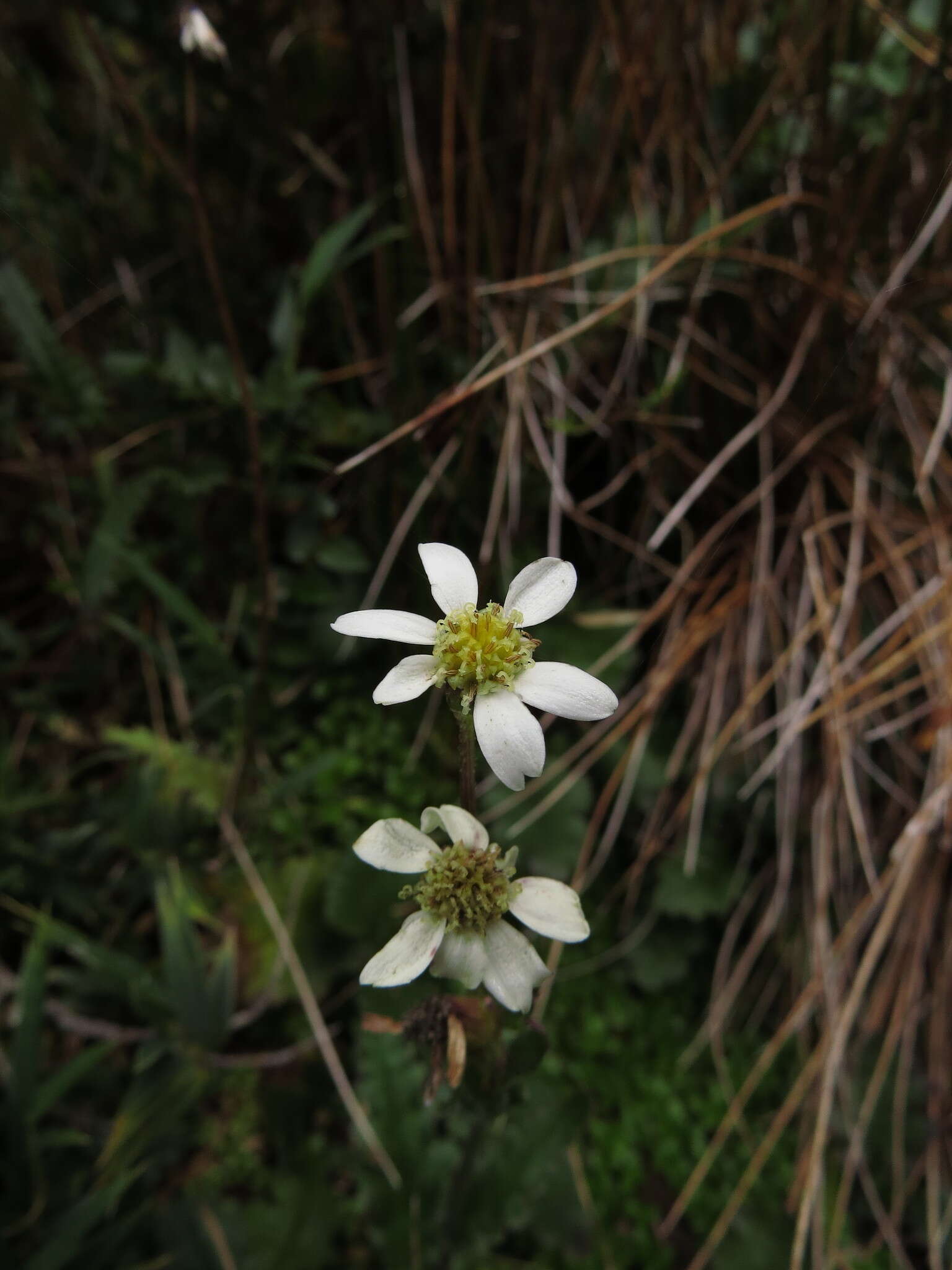 Image of Iocenes acanthifolius subsp. virens (Phil.) B. Nord.