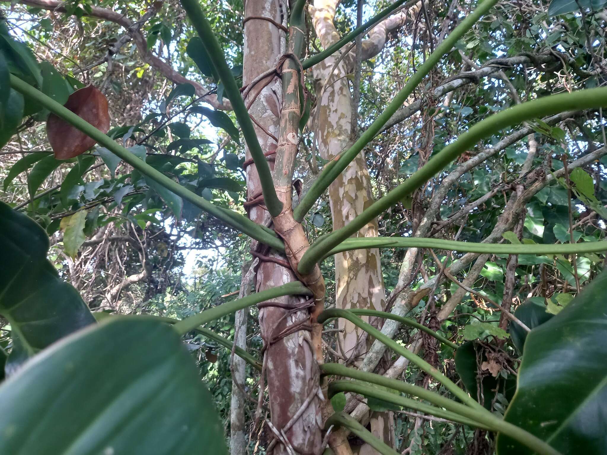 Image of heartleaf philodendron