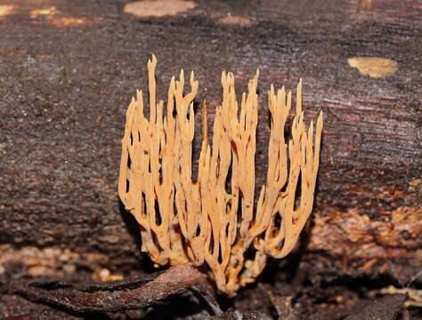 Слика од Phaeoclavulina flaccida (Fr.) Giachini 2011