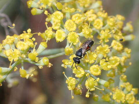 Image of Hylaeus sulphuripes (Gribodo 1894)