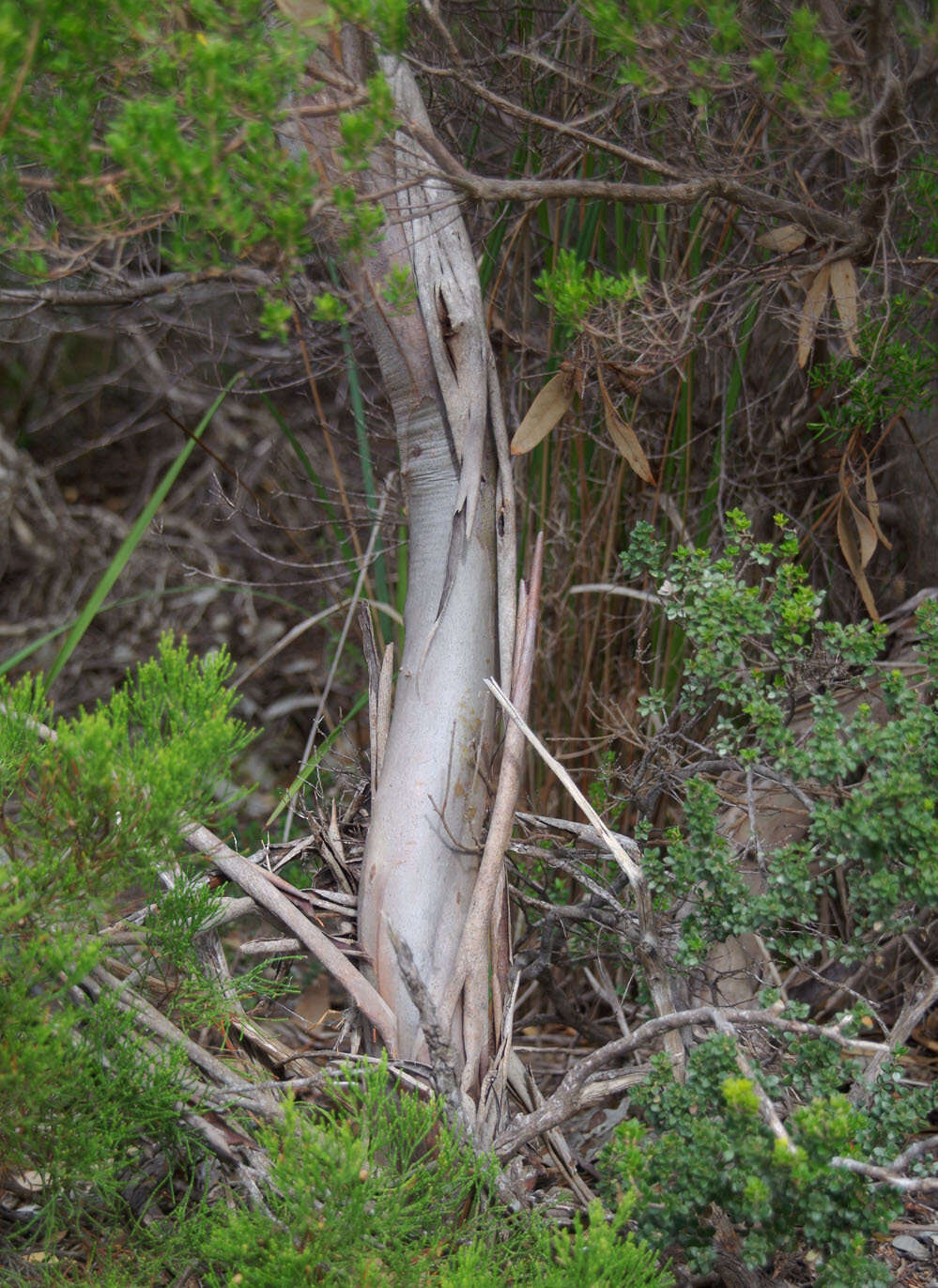 Image of Eucalyptus angulosa Schauer