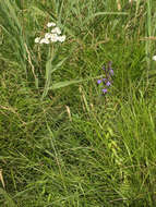 Sivun Achillea acuminata (Ledeb.) Sch. Bip. kuva