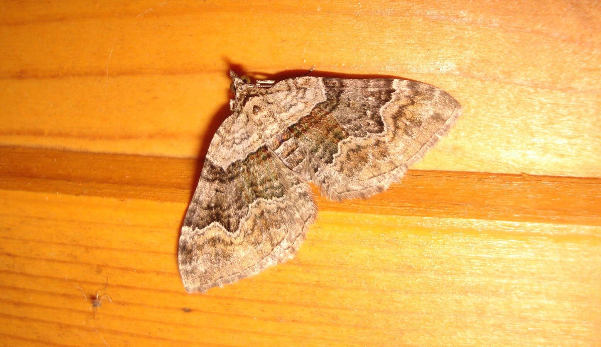 Image of large twin-spot carpet