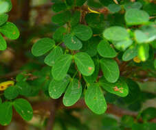 Image of Natal Bauhinia