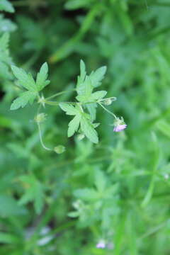 Image of fanleaf geranium