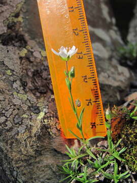 Image of Minuartia hirsuta (M. Bieb.) Hand.-Mazz.