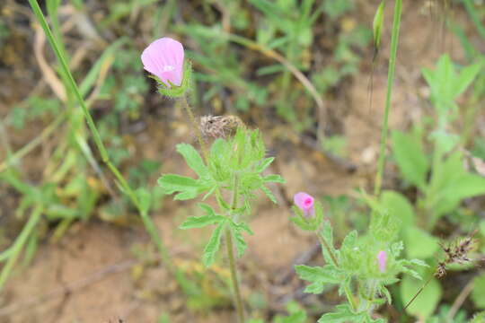 صورة Malva transcaucasica Sosn.