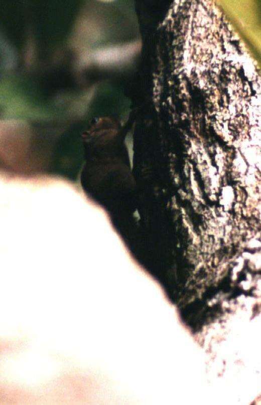 Image of Amazon Dwarf Squirrel