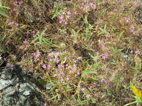 Zeltnera trichantha (Griseb.) G. Mansion resmi