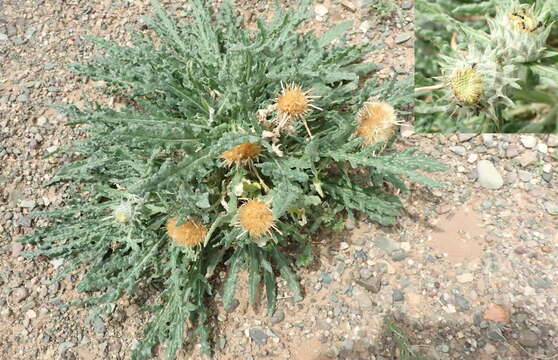 Image de Saussurea ceterachifolia Lipsch.