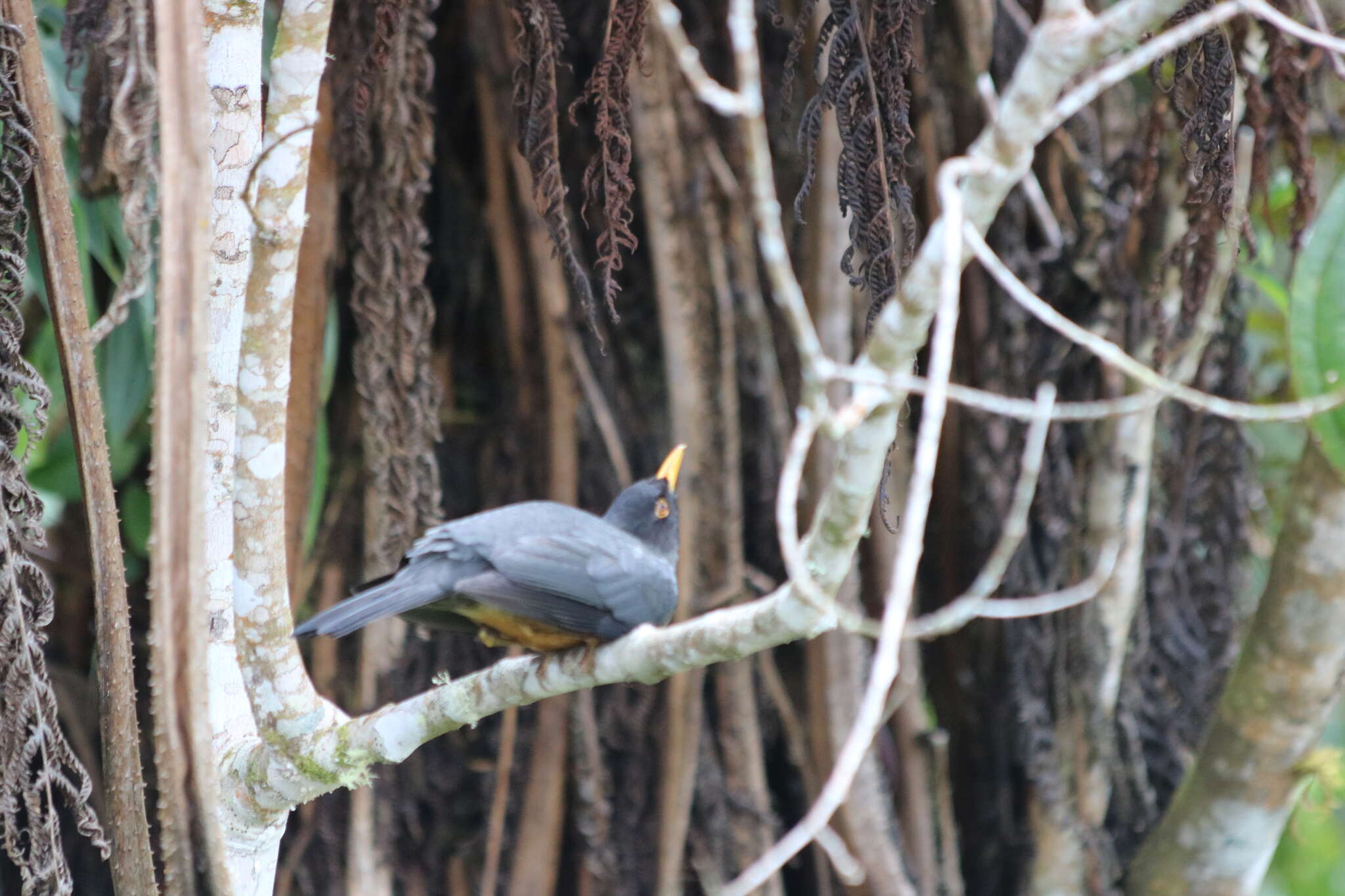 Image of Chestnut-bellied Thrush