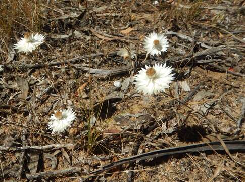 Image of Satin Everlasting