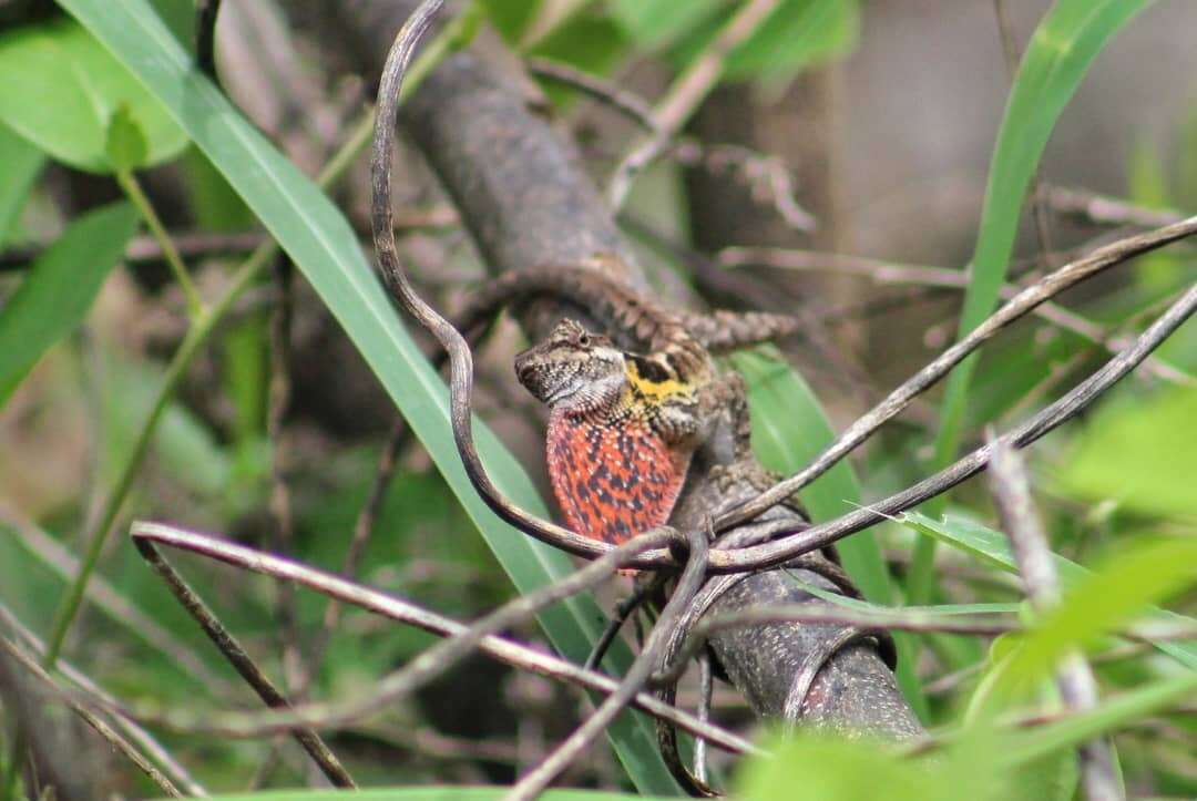 Image of Annex  Anole