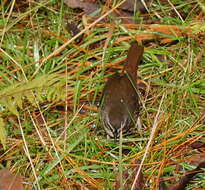 Image of White-browed Scrubwren