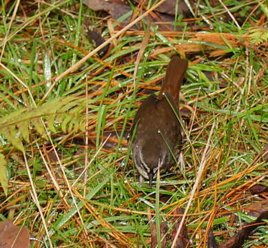 Image of White-browed Scrubwren